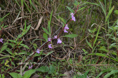 Impatiens scabriuscula var. rosea